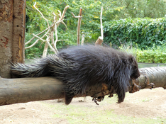 porcupine.png